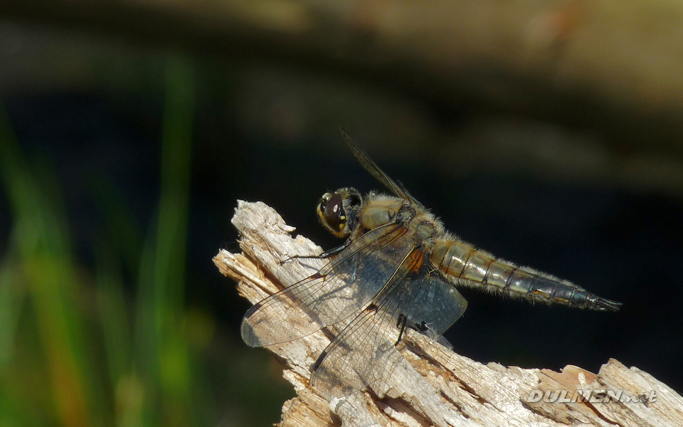 Four-spotted Chaser (Libellula quadrimaculata)